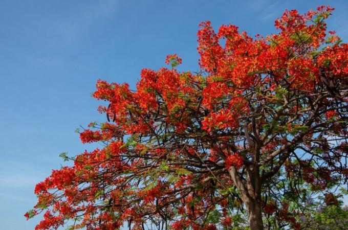 kraljeva poinciana